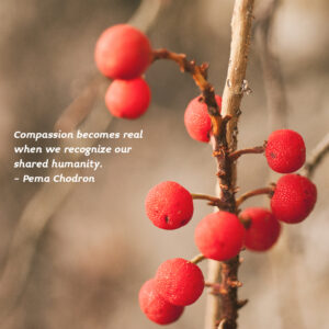 Pema Chodron music quote compassion harp music spring cherry blossoms