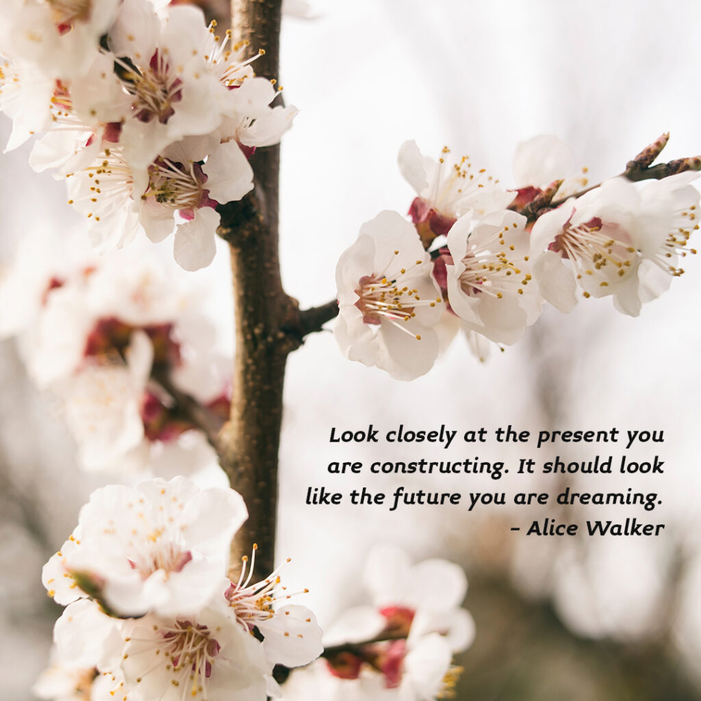 cherry blossoms, Alice Walker quote, miners gold